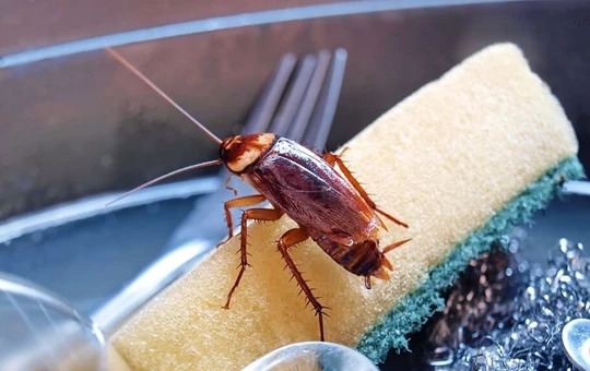 Keep cockroaches out your kitchen