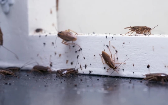 Getting rid of cockroaches
